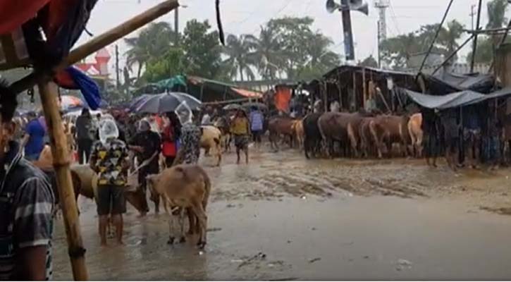 বৃষ্টি-কাদায় পশু নিয়ে বেকায়দায় বেপারীরা